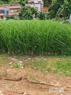 高度40厘米香根草