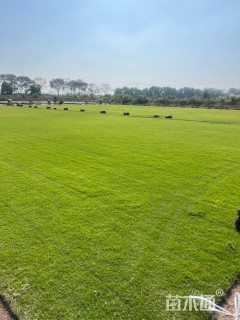 草卷状百慕大草