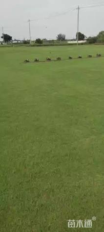 混播黑麦草