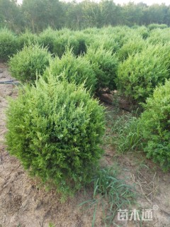 高度100厘米塔柏