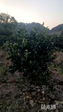 高度200厘米脐橙