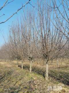 高度350厘米灌木小甘菊