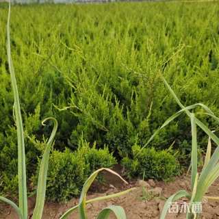 高度60厘米龙柏