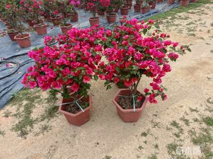 高度60厘米红花勒杜鹃