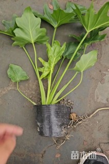 高度30厘米春羽