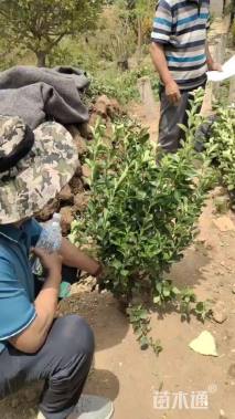 冠幅30厘米卫矛球