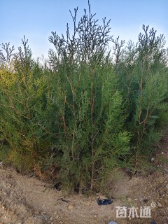 高度20厘米侧柏小苗