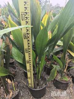 高度15厘米一叶兰