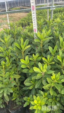 高度30厘米毛鹃