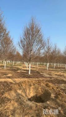 15公分美国红枫-红冠