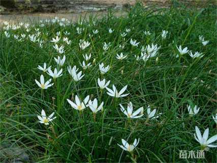 高度25厘米葱兰