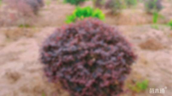 冠幅150厘米红花继木球