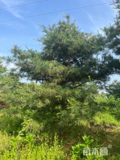 高度350厘米华山松