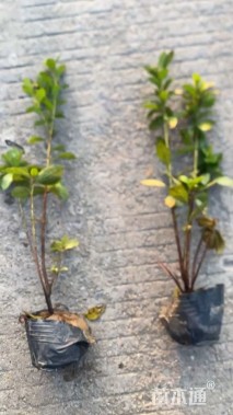 高度30厘米春鹃