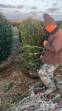 冠幅80厘米大叶黄杨球