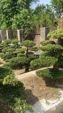 12公分雀舌罗汉松