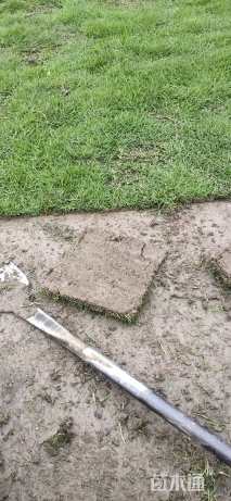 草块状马尼拉草