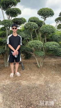 12公分造型小叶女贞