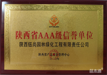 高度300厘米白皮松小苗