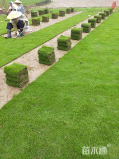 高度20厘米满天星