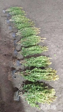 高度20厘米小叶黄杨