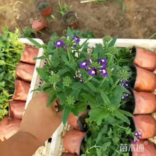 高度30厘米美女樱