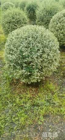 冠幅120厘米银姬小蜡球