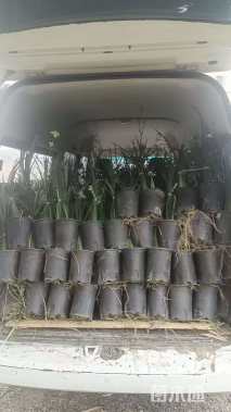 高度40厘米鸢尾