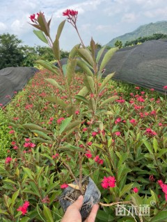 高度30厘米琴叶珊瑚