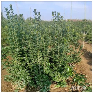 高度60厘米北海道黄杨