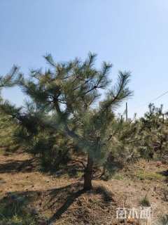 高度200厘米黑松