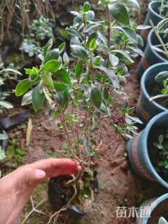 高度25厘米六月雪