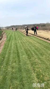 草卷状百慕大草