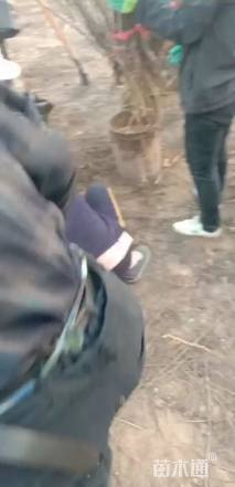 高度200厘米金银忍冬