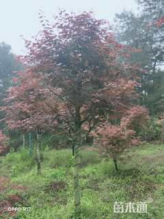 10公分日本红枫