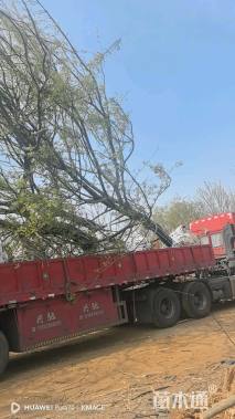 74公分多杆朴树