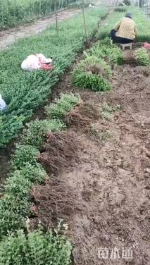 高度50厘米平枝栒子