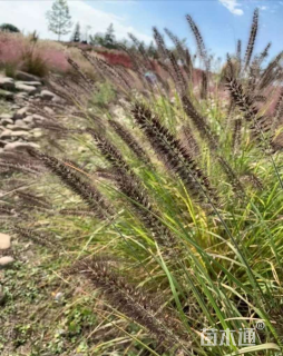 高度20厘米大布尼狼尾草