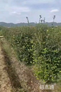 高度120厘米茶梅柱