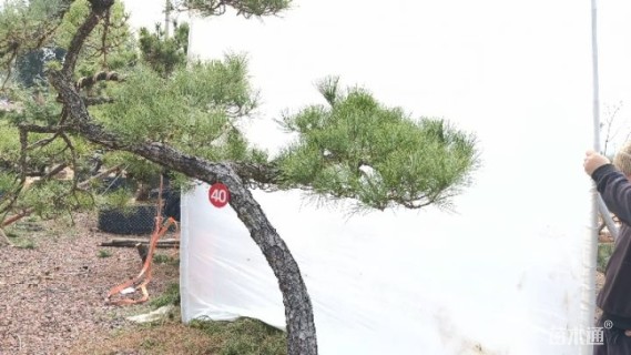 高度310厘米房产松