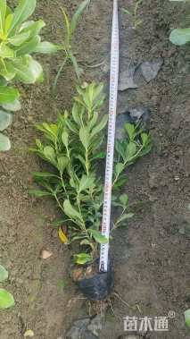 高度40厘米海桐小苗