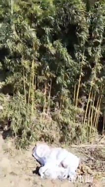 地栽苗金镶玉竹