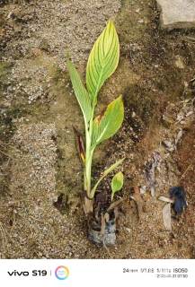 高度40厘米花叶美人蕉