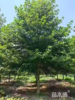 12公分美国红枫