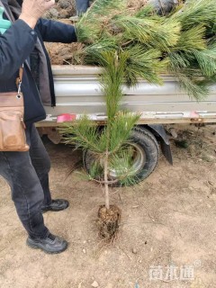 高度60厘米马尾松