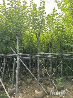 高度350厘米紫荆