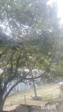 80公分(4杆)丛生朴树