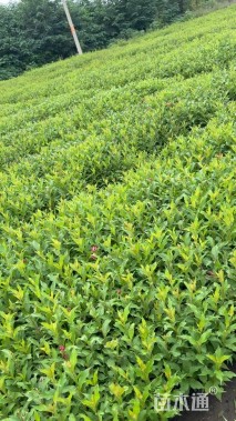 高度40厘米红王子锦带