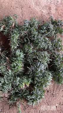 高度10厘米麦冬