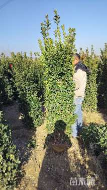 高度150厘米大叶黄杨柱